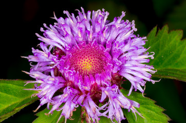 blossom of korean thistle flower