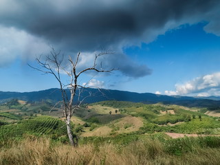 view of alone dry tree in meadow on top hill around with mountains and cloudy sky background, Pha Tang, Chiang Rai, northern of Thailand.