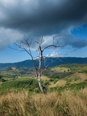 view of alone dry tree in meadow on top hill around with mountains and cloudy sky background, Pha Tang, Chiang Rai, northern of Thailand.