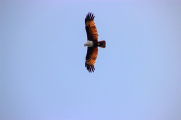 Eagle in the  sky