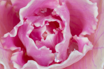 closeup of pink cabbage 