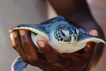 Small Turtle