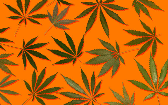 marijuana hemp cannabis leafs on colourful background