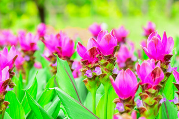 Closeup and Selective Focus Pink Siam Tulip or Krachiew flowers in the garden .