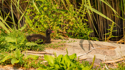 common gallinule in Hungary, lake Balaton