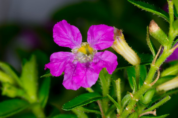purple cuphea flower in garden