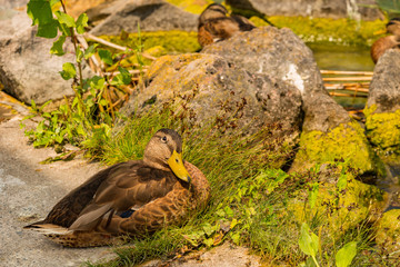 ducks at lake Balaton in Hungary wild animals