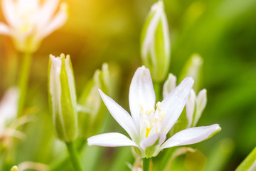 spring small flowers on a green background