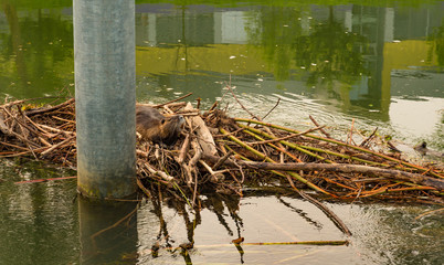 lazy otter in Ljubljana, Slovenia