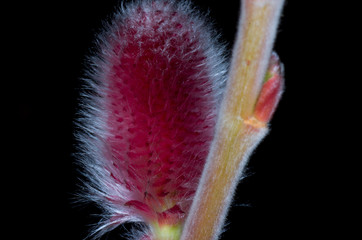 blossom of willow tree