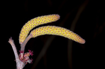 blossom of willow tree