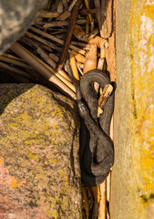 natrix natrix in Hungary, Balaton