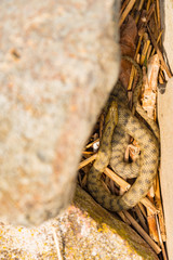 natrix natrix in Hungary, Balaton