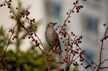 bird on branch with red fruits