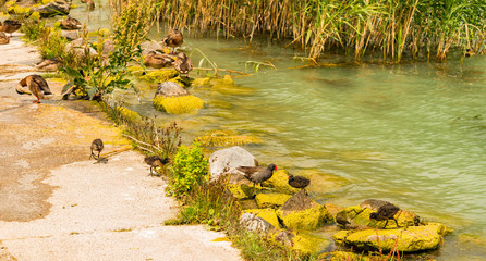 ducks at lake Balaton in Hungary wild animals