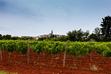 View of vineyards in the Istrian countryside