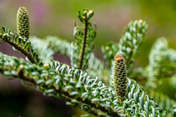 Two greenish cones on branch abies koreana Silberlocke - fir tree with interlaced silver needles on blurred green background. Selective focus. Nature concept for design.