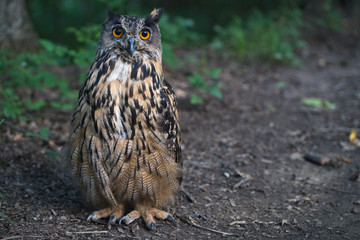 Eurasian Eagle owl spotted in the wildlife in the forest. Eagle-owl or Bubo bubo sitting on the path in the forest.