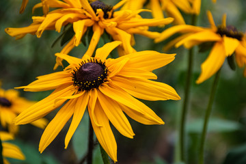 Yellow gelenium flowers on a background of green meadow