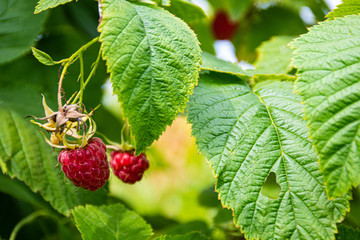 Ripe raspberries on a branch