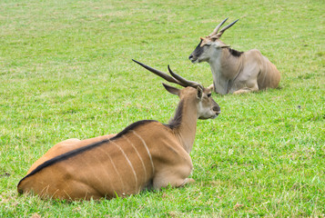 Elands descansando © David Andres