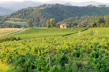 Fototapeta na wymiar Vineyards of the Bolognese hills