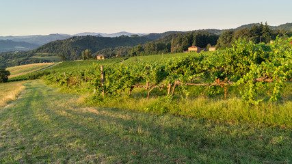 Vineyards of the Bolognese hills © Rusticelli Fabio