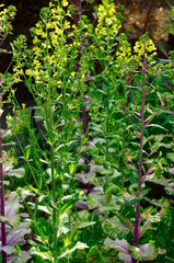 Obraz premium blossom of yellow cabbage flower