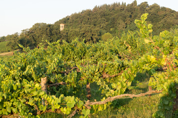 Fototapeta na wymiar Vineyards of the Bolognese hills