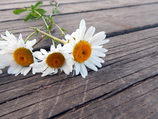 Obraz premium Daisies lie on wooden gray boards