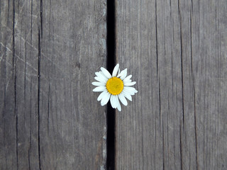 One Daisy lies in the gap between the gray wooden boards, top view