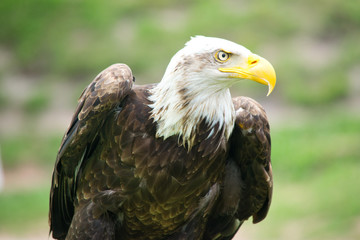 Aguila calva