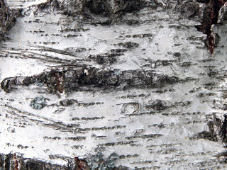 Birch bark texture, white and grey
