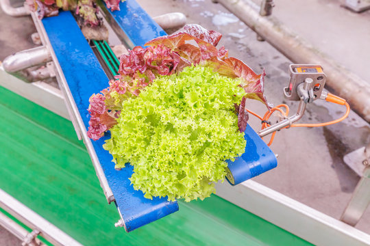 Conveyor belt with fresh lollo rosso lettuce
