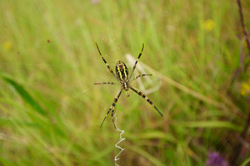 Agriope Bruennichi Spider