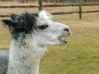 Horizontal image of the profile of a grumpy-looking alpaca with its mouth open, with room for copy