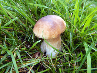Mushroom boletus on green grass in sunlight