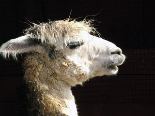 Obraz premium Horizontal image of the profile of a sleepy or grumpy-looking alpaca, with room for copy