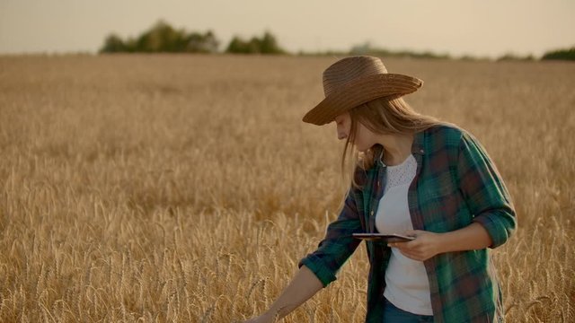 Young woman farmer working with tablet in field at sunset. The owner of a small business concept