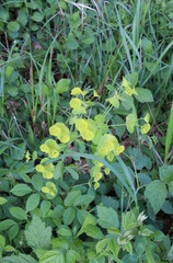 Great variety even among the small plants