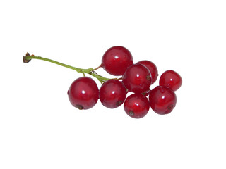 Sprig of red currant on white background