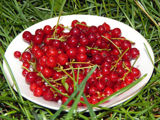Ripe red currant on a white plate in the grass
