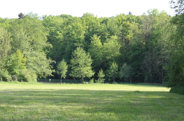 a lake shore at the edge of the forest