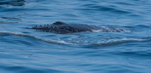 Fototapeta premium Humpback whale