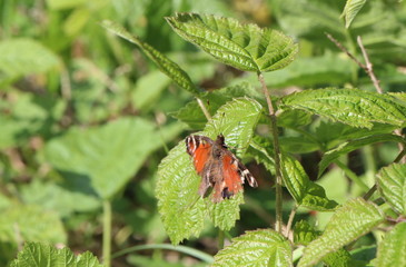 little butterfly while warming up on a plant open wings