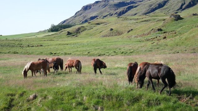 Golden Circle, Iceland: a pack of Icelandic horses graze in a grassy field