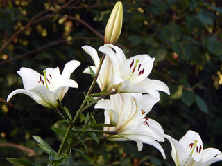 White Lily close-up, blurred background