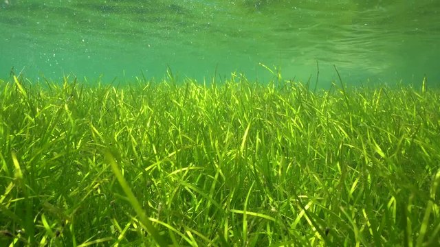 Underwater seagrass, little neptune grass, Cymodocea nodosa, in shallow water in Mediterranean sea, Spain, Costa Brava, Cap de Creus