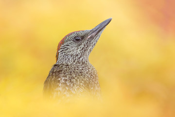 Spectacular portrait of green woodpecker in maple forest (Picus virdis)
