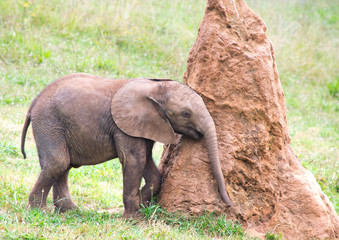 Cria de elefante arrascandose © David Andres
